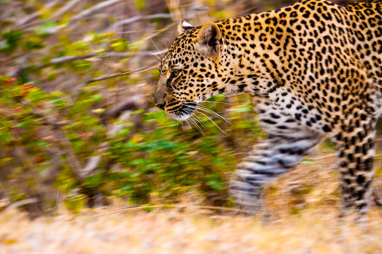 A leopard prowls in the dried stream beds near Kicheche Mara Camp, Maasai Mara, Kenya